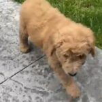 Paisley in Springfield, Missouri
