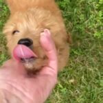Honey in Springfield, Missouri