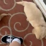 Golden Retriever Puppies in Caldwell, Idaho