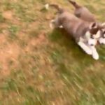 2 Male Siberian Husky Puppies in Bloomsburg, Pennsylvania