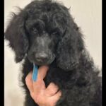 Akc Standard Poodles in Lehigh Acres, Florida