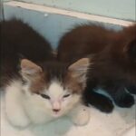 ragdoll Maine coons mix kitten in Fort Pierce, Florida