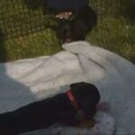 Male Mini Dachshund in New York City, New York