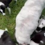 ABCA,AKC Border Collies in Syracuse, New York