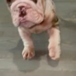 Elon Is Ready For His Forever Home in Chicago, Illinois