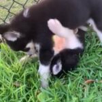 Husky Pups in Hollywood, Florida