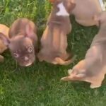 American Bully Pups in Los Angeles, California