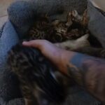 Bengal kittens in Corpus Christi, Texas