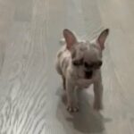 Micro Frenchie in Chicago, Illinois
