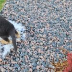 Rehoming Teka GSD in Arizona City, Arizona