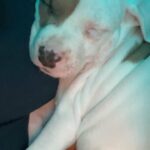 White female pitbull puppy in Arizona City, Arizona