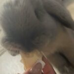 Holand Lop Bunny Rabbit in Atlanta, Georgia