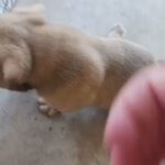 Olde english bulldogge puppies in Corpus Christi, Texas