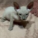 Sphynx, Elf, hairless cats in Boston, Massachusetts