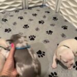 AKC French Bulldog (Fluffy Carrier) in Fontana, California