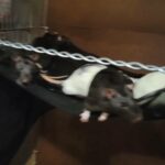 Young boy rats in Renton, Washington