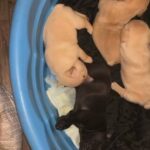 French Bulldogs in Oklahoma City, Oklahoma