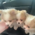 Pomeraian Puppies in Oklahoma City, Oklahoma