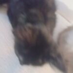 cats for free in Rochester, New York