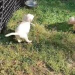 AKC English Labrador in Greensboro, North Carolina