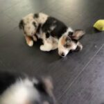 Patches in Lexington, South Carolina