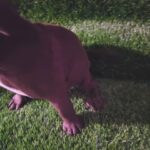 AKC Siberian Husky in Houston, Texas