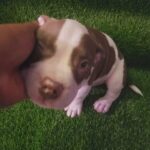 Piebald Exotic Micro Bully Available, Great Deal ‼️ in West Bloomfield, Michigan