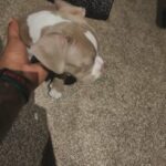 Beautiful Lilac Female Exotic Bully, Great Deal‼️ in West Bloomfield, Michigan