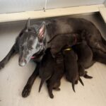 AKC Registered Black German Shepherd Puppies Ready for Deposits! in Arizona City, Arizona