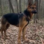 Rehoming German Shepherd Mix in Greenville, South Carolina