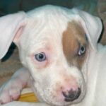 White female pitbull puppy in Arizona City, Arizona