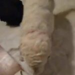 Cane corso / pit terrier in Arizona City, Arizona
