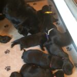 Excellent pedigree male in Arizona City, Arizona