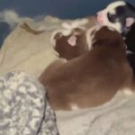 Ice Blue eyes New Born Husky Pups in Arizona City, Arizona