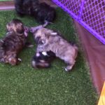 10 weeks old Shih Poo in Arizona City, Arizona