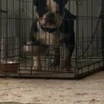 Exotic bully in Indianapolis, Indiana