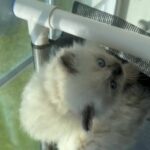 Ragdolls in Central Islip, New York