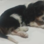cavalier King Charles puppy in Atlanta, Georgia