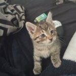 6 Week Maincoon/tabby Male Kitten in Spanaway, Washington