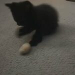 Black kitten in Harrisburg, Pennsylvania