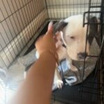 Boxer For Sale in Nashville, Tennessee