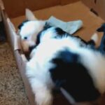 puppies in Dearborn, Michigan