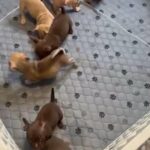 Puppies available ! in Atlanta, Georgia