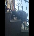 1yr old  MALAMUTE BOY PUREBREED $700  NYC  BROOKLYN in New York City, New York