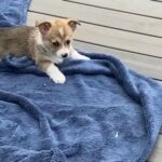 Pembroke Welsh Corgis in Lebanon, Oregon