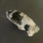 ASDR Mini Australian shepherd “Lacey” in Lexington, South Carolina