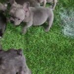 french bulldog in Gainesville, Florida