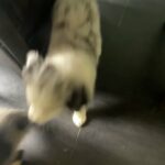 ASDR Miniature Australian Shepherd “Charlie” in Lexington, South Carolina