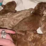 Moyen Poodles in New York City, New York