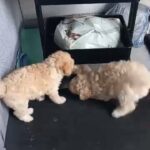miniature poodles in Fort Worth, Texas